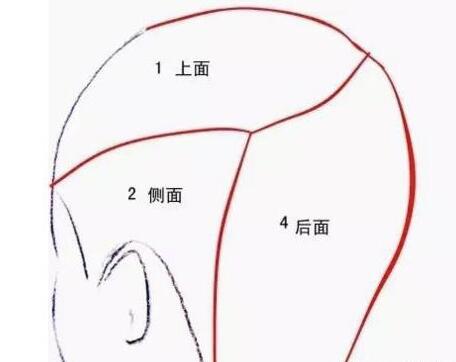 学美发基础 分区