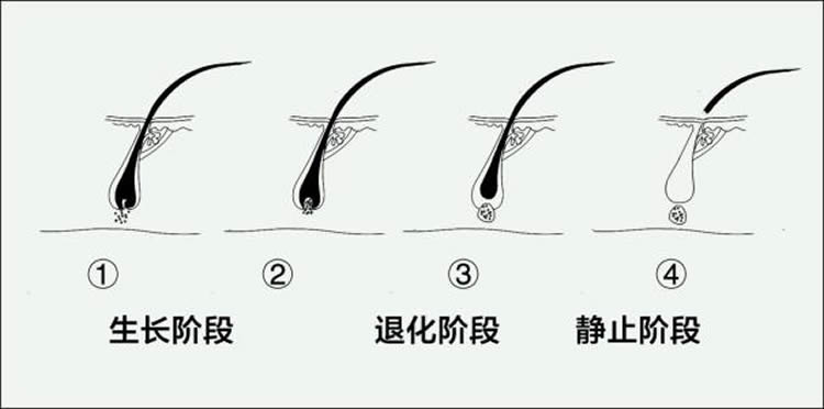 美发师必须了解的美发生长知识